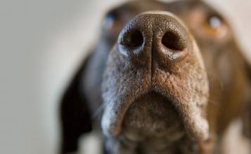 How Dogs See The World